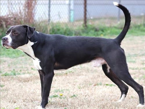 BRUNO - Boxer available for adoption