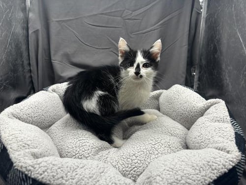 DOUG - Domestic Short Hair available for adoption