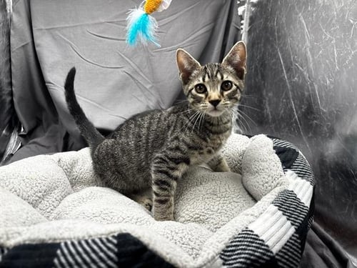 A121923 - Domestic Short Hair available for adoption