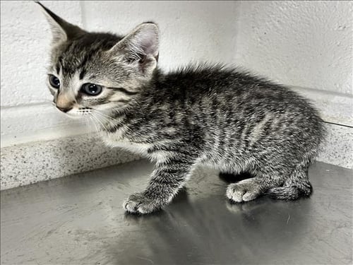 A121308 - Domestic Short Hair available for adoption
