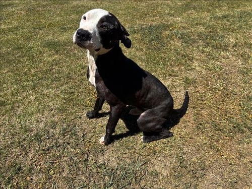 CHOPPER - Pit Bull Terrier available for adoption