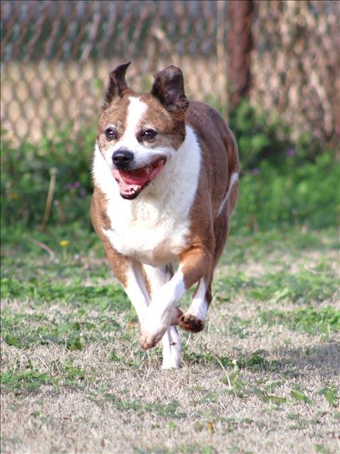 HARLIE - Beagle available for adoption