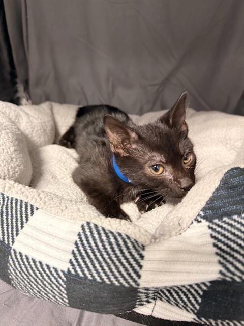 GENIE - Domestic Short Hair available for adoption