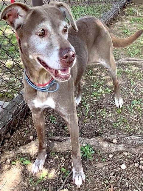 IZZY - Labrador Retriever / Pointer available for adoption