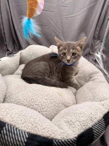 BAGEL - Domestic Short Hair available for adoption