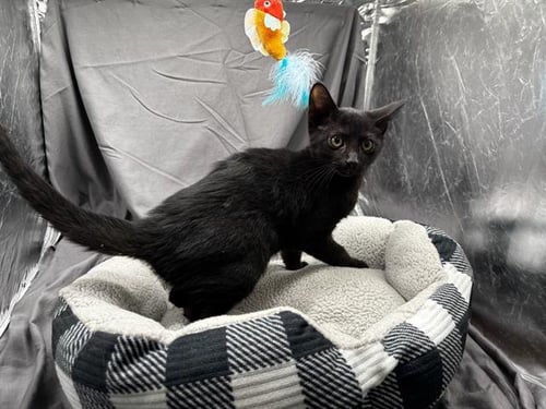 A121927 - Domestic Short Hair available for adoption