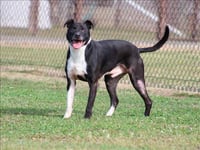 BRODY - Photo 1