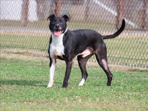 BRODY - Labrador Retriever available for adoption