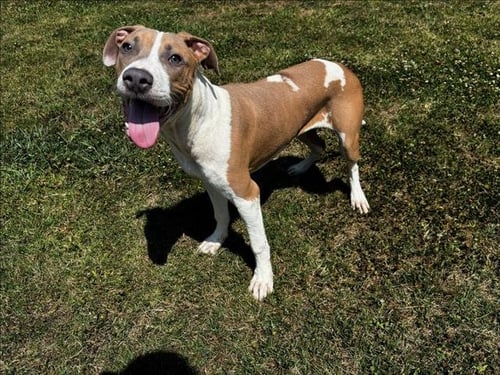 ROOSTER - American Staffordshire Terrier / Labrador Retriever available for adoption