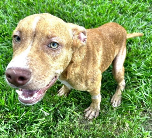 ABRAMS - Pit Bull Terrier available for adoption