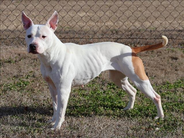 STAR - Pit Bull Terrier available for adoption