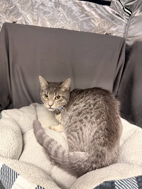 ELVIS - Domestic Short Hair available for adoption