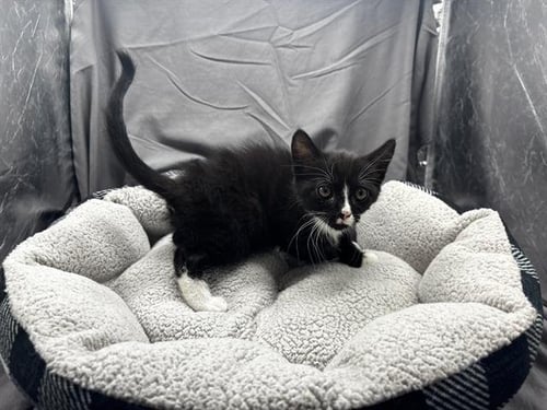 HARVEY - Domestic Short Hair available for adoption