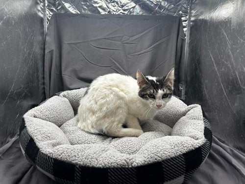 PAM - Domestic Short Hair available for adoption