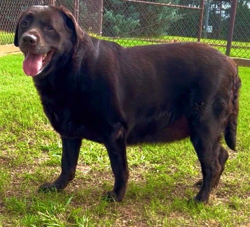 DAISY MAE - Labrador Retriever available for adoption