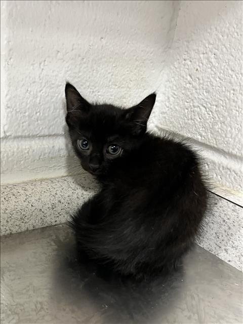 A121310 - Domestic Short Hair available for adoption