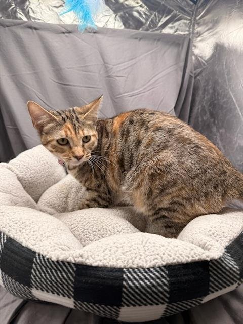 SAGE - Domestic Short Hair for adoption in Augusta