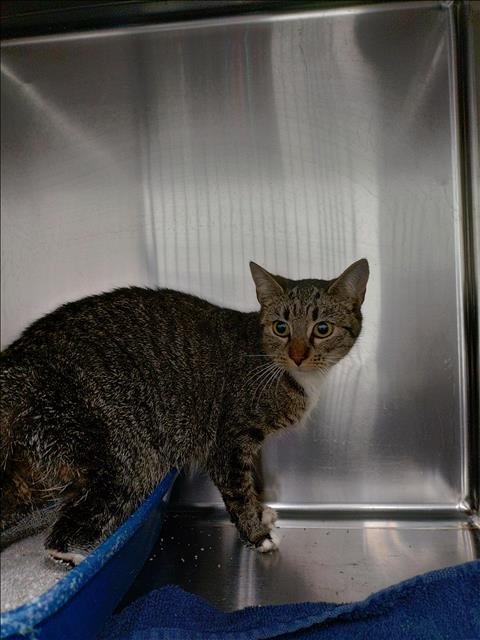 A119812 - Domestic Short Hair available for adoption