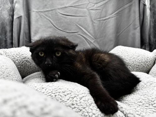 A121674 - Domestic Short Hair available for adoption