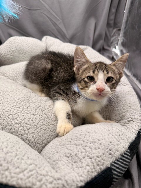 TOAST - Domestic Short Hair available for adoption