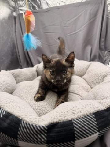 BLANCHE - Domestic Short Hair available for adoption