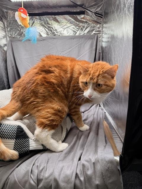 BOB - Domestic Short Hair available for adoption