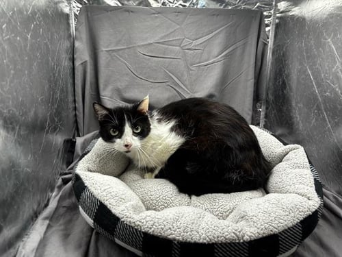 NICO ROBIN - Domestic Short Hair available for adoption