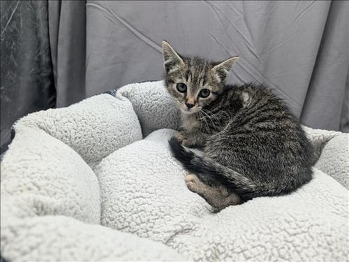 A121186 - Domestic Short Hair available for adoption