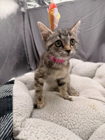 FLURRY - Domestic Short Hair available for adoption