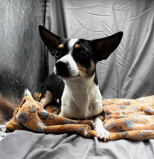 HARRY POTTER - Chihuahua / Dachshund available for adoption