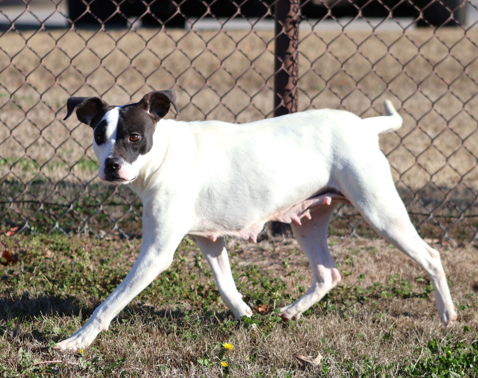 STELLA - Pit Bull Terrier available for adoption
