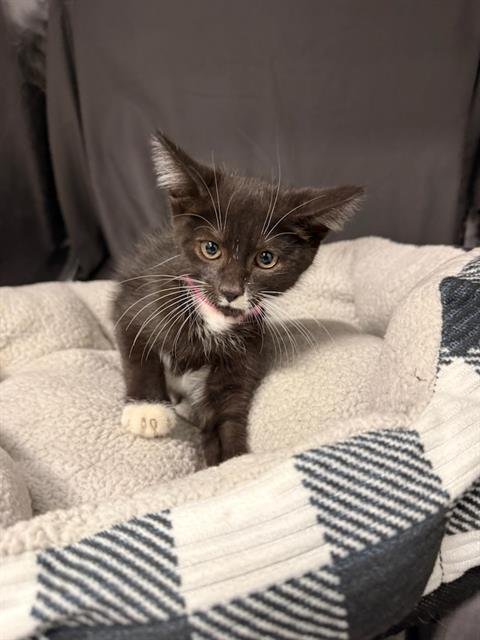BOOP - Domestic Short Hair available for adoption