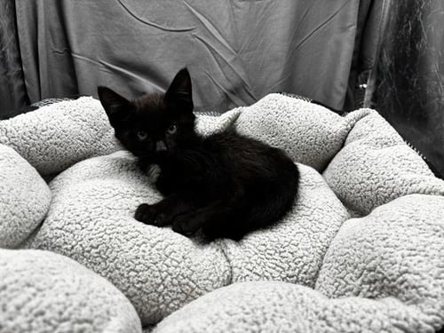 A121673 - Domestic Short Hair available for adoption