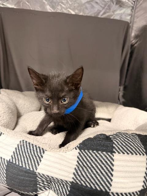 FETA - Domestic Short Hair available for adoption