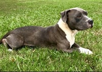 MAYA - Photo 1