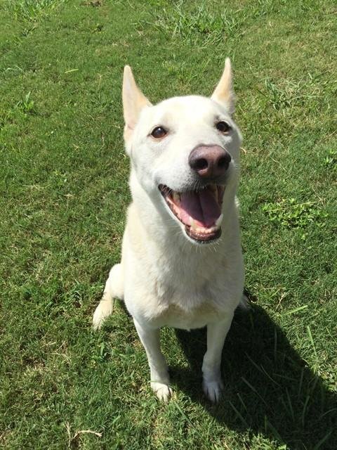 DUKE - Siberian Husky available for adoption