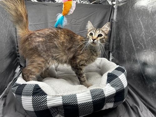 KATE - Domestic Medium Hair available for adoption