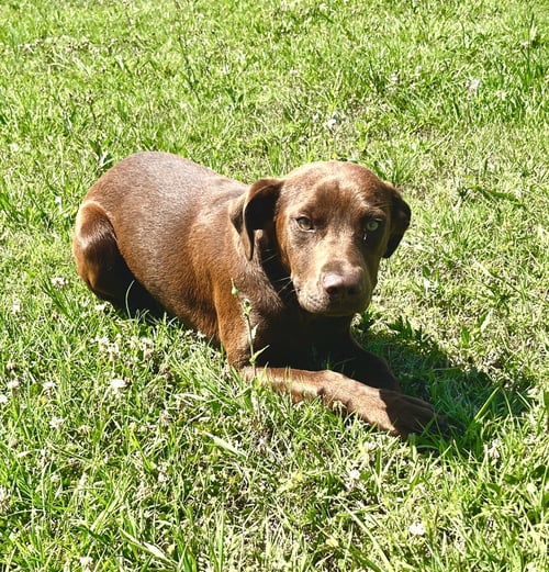 ABBY - Labrador Retriever available for adoption