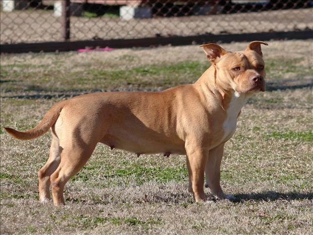 PARIS - Pit Bull Terrier available for adoption