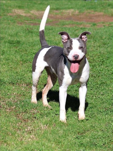 CHAMP - Staffordshire Bull Terrier available for adoption