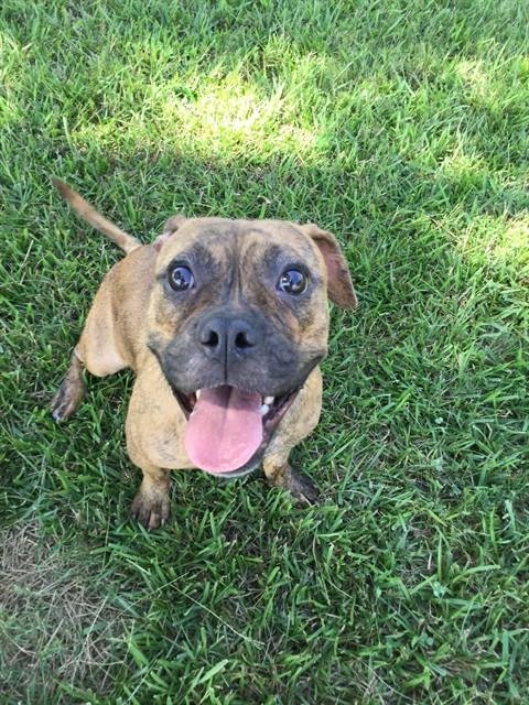 KANO - Pit Bull Terrier available for adoption