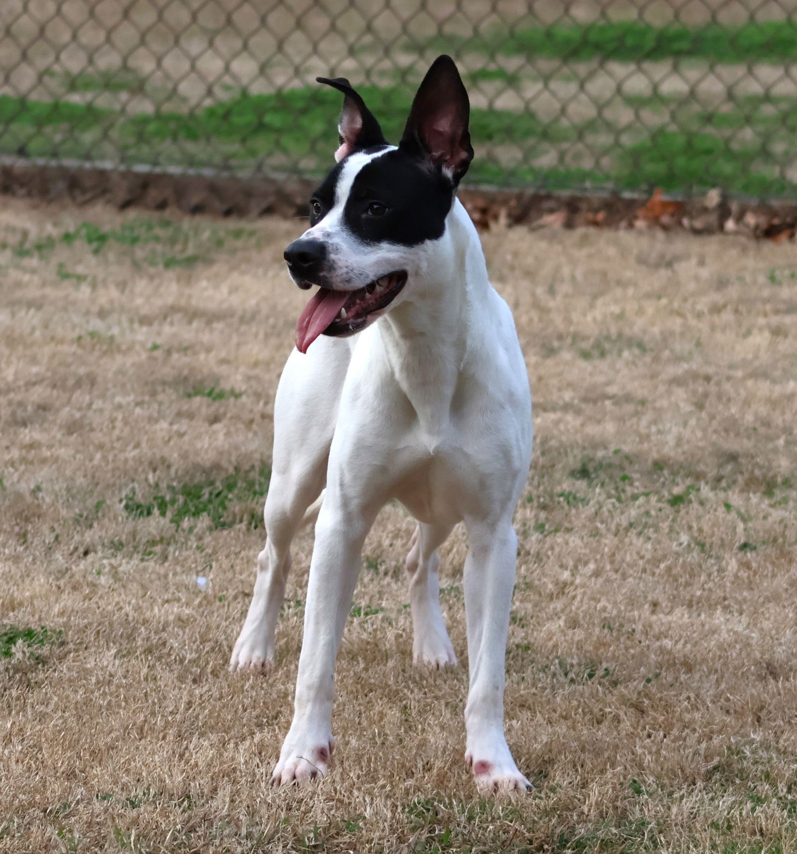 BIRDIE - Pit Bull Terrier available for adoption