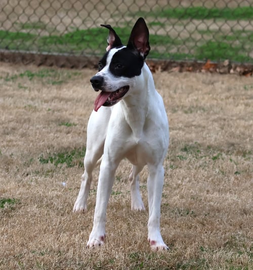 BIRDIE - Pit Bull Terrier available for adoption