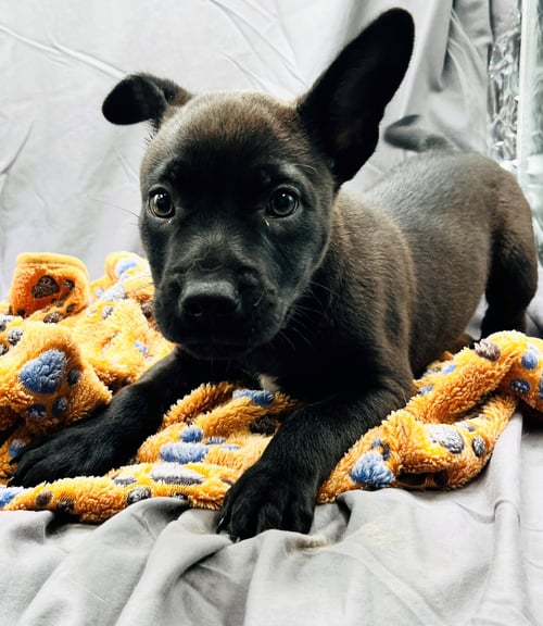 RANGER - Labrador Retriever available for adoption