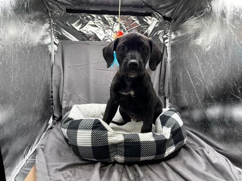 A121902 - Labrador Retriever available for adoption