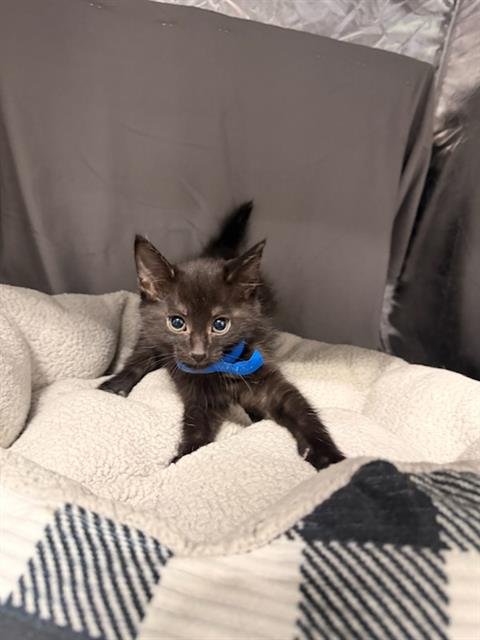 PEPPER JACK - Domestic Short Hair available for adoption