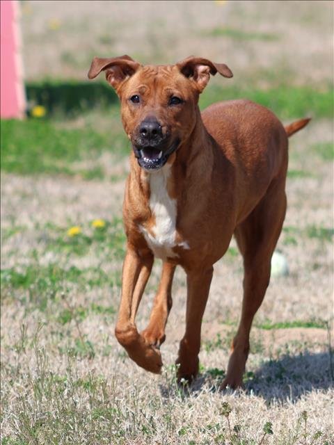 NINA - Labrador Retriever available for adoption