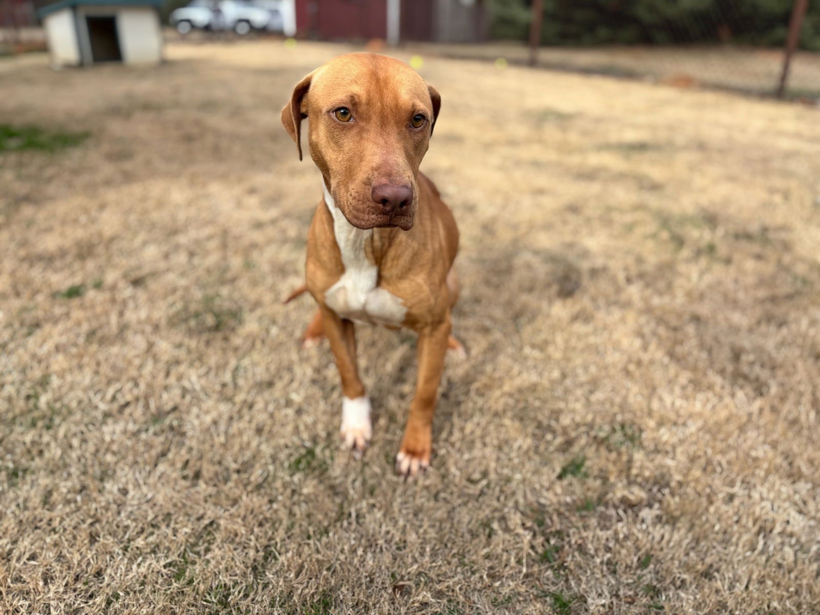 MILLEY - Pit Bull Terrier available for adoption