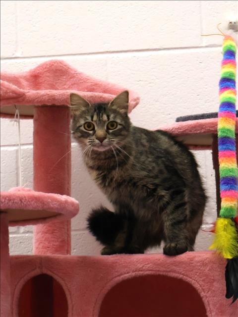 A120183 - Domestic Medium Hair available for adoption