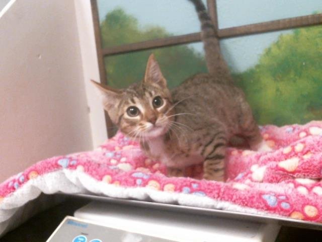 ORBIT - Domestic Short Hair available for adoption